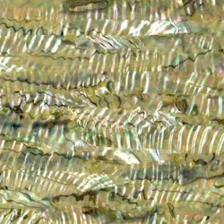 Green Abalone Inlay Sheet Green Abalone Inlay Sheet
