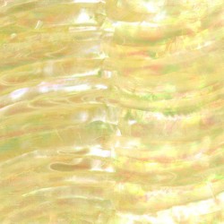 Green Sea Snail Abalone sheets Green Sea Snail Abalone sheets