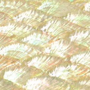 Donkey Ear Abalone sheet Donkey Ear Abalone sheet
