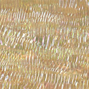 Green Abalone Ripple shell sheets Green Abalone Ripple shell sheets