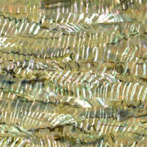 Green Abalone shell sheets Green Abalone shell sheets