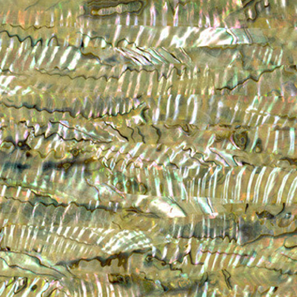 Green Abalone shell sheets