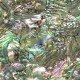 Green Abalone Green Abalone