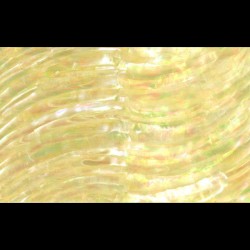 Green Sea Snail Abalone sheets Green Sea Snail Abalone sheets
