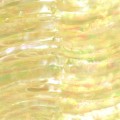 Green Sea Snail Abalone sheets