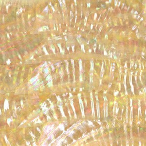Japanese Awabi Abalone sheets