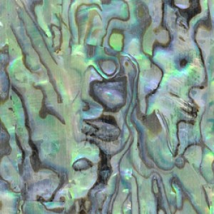 Paua Abalone shell sheets