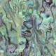 Paua Abalone shell sheets Paua Abalone shell sheets