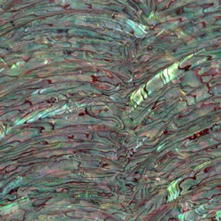 Paua Abalone Rim Dark Inlay Sheet Paua Abalone Rim Dark Inlay Sheet