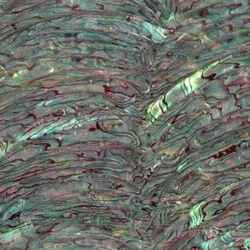 Paua Abalone Rim Dark Inlay Sheet Paua Abalone Rim Dark Inlay Sheet
