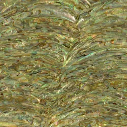 Paua Abalone Rim Light Inlay Sheet Paua Abalone Rim Light Inlay Sheet