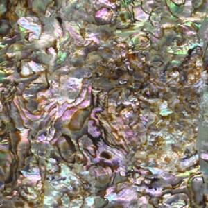 Red Abalone Red Abalone
